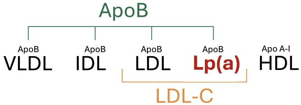 A simple diagram demonstrating the relationship of various lipoproteins, including VLDL, ILDL, LDL, Lp(a), and HDL, for which LDL-C includes the measurement of ILDL, LDL, and Lp(a), and ApoB includes the measurement of VLDL, ILDL, LDL, and Lp(a).