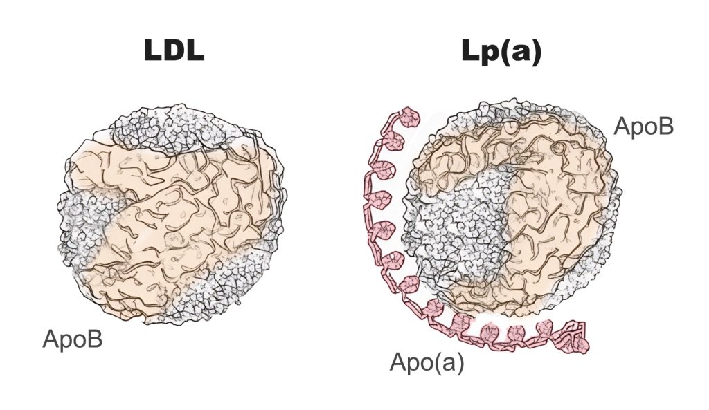 Figure 1. Low Density Lipoprotein (LDL) and Lipoprotein(a)
