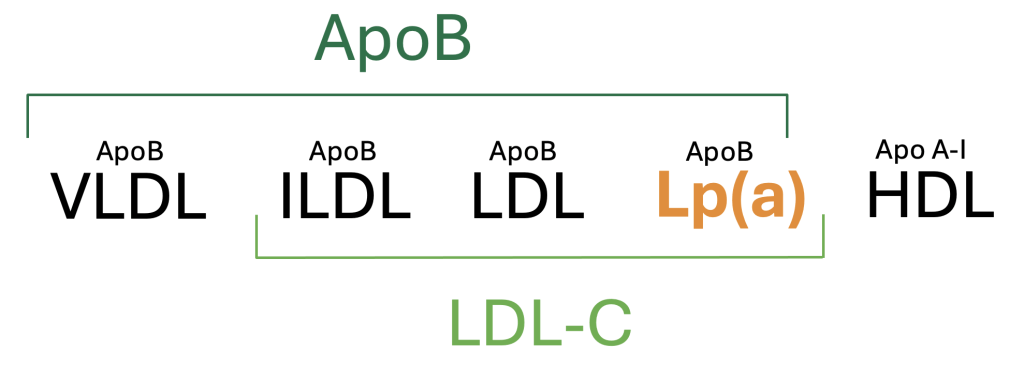 Figure 3. Overview of circulating plasma lipoproteins.