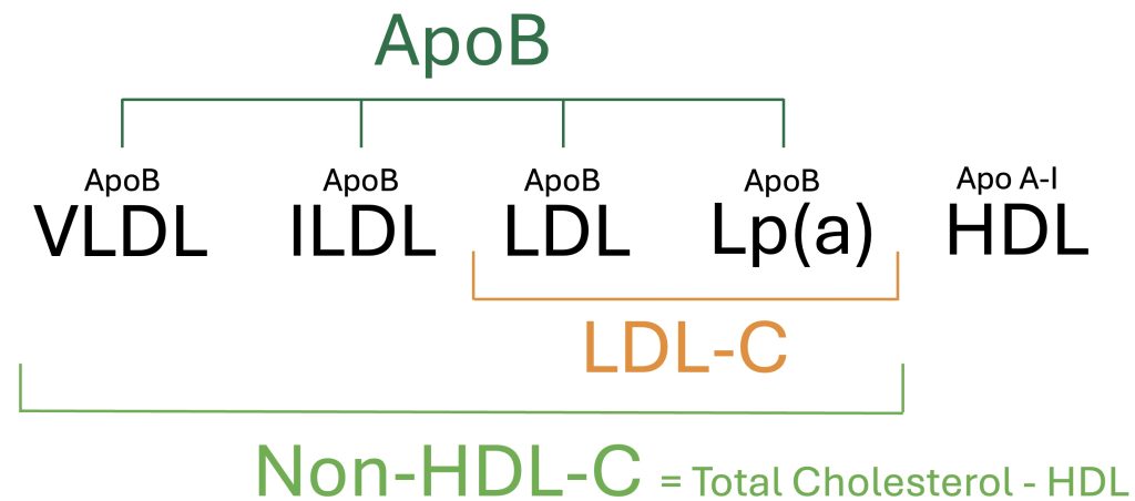Figure demonstrating an overview of lipoproteins and associated lipoprotein measurements including ApoB, LDL-C, and Non-HDL-cholesterol.