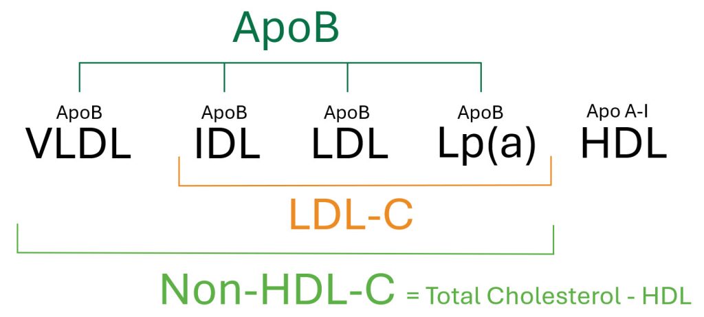 Figure demonstrating an overview of lipoproteins and associated lipoprotein measurements including ApoB, LDL-C, and Non-HDL-cholesterol. 