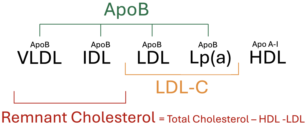 Figure demonstrating common lipoprotein measurements including ApoB, LDL-C, and Remnant Cholesterol, and their relationship to VLDL, IDL, LDL, Lp(a), and HDL.